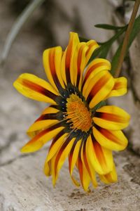 Close-up of yellow flower