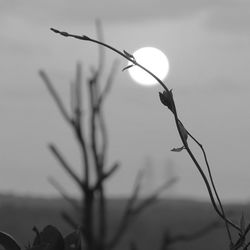 Close-up of plant against sunset