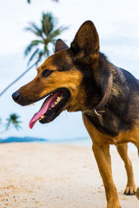 Close-up of a dog looking away