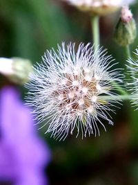 Close-up of flower against blurred background