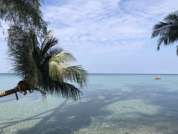 palm tree