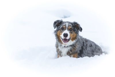 Portrait of dog on snow