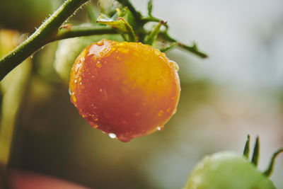 Close-up of wet orange fruit