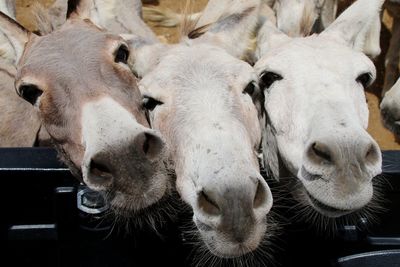 Close-up portrait of a donkeys