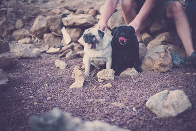 Low section of man holding puppies on field