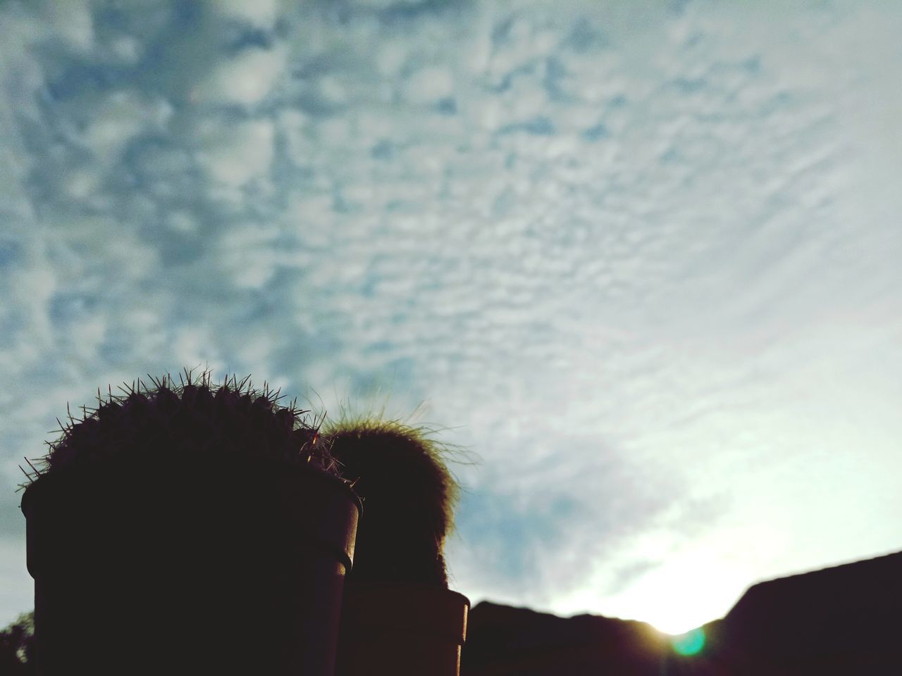 sky, cloud - sky, nature, low angle view, close-up, day, plant, silhouette, real people, outdoors, focus on foreground, beauty in nature, leisure activity, lifestyles, sunlight, growth, sunset