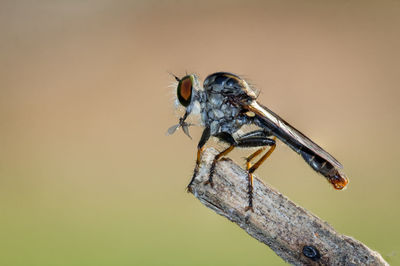 Close-up of insect on twig