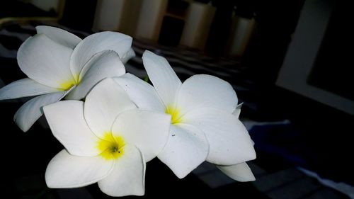 Close-up of frangipani blooming outdoors at night