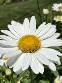 Close-up of white daisy flower