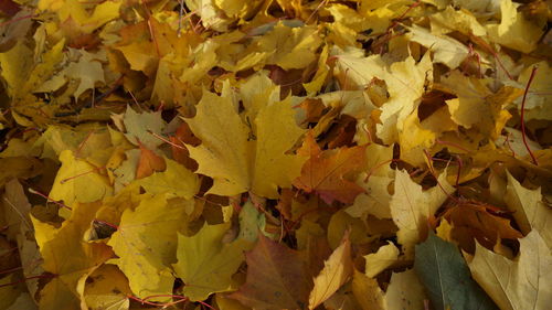 Full frame shot of maple leaves