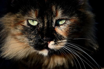 Close-up portrait of a cat