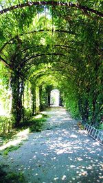 Footpath amidst trees in park