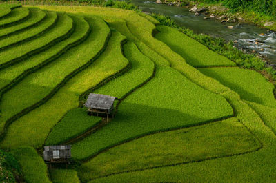 Scenic view of agricultural field