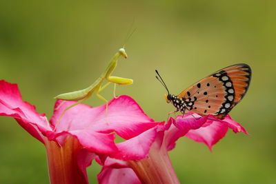 Close-up of butterfly pollinating on pink flower