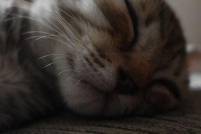 Close-up of a dog sleeping