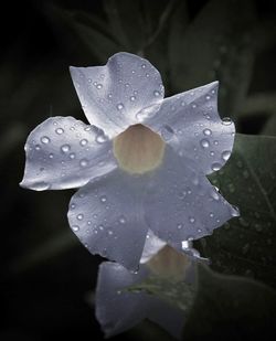 Close-up of wet flower blooming outdoors