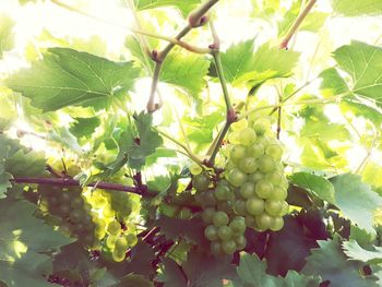 Close-up of grapes growing on tree