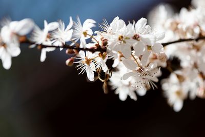 Close-up of white cherry blossoms in spring