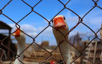 Close-up of chainlink fence against sky