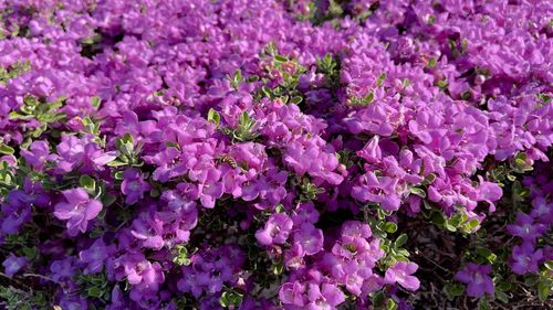 Close-up of pink flowering plants