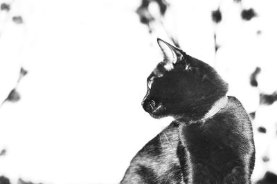 Close-up of plant against blurred background