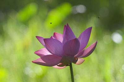 Close-up of pink water lily