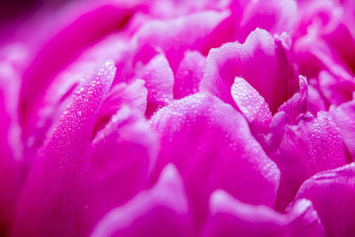 Close-up of water drops on pink rose flower
