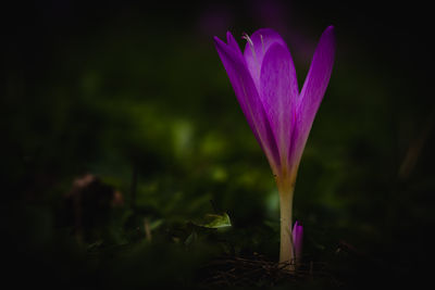 Close-up of purple crocus flower in field