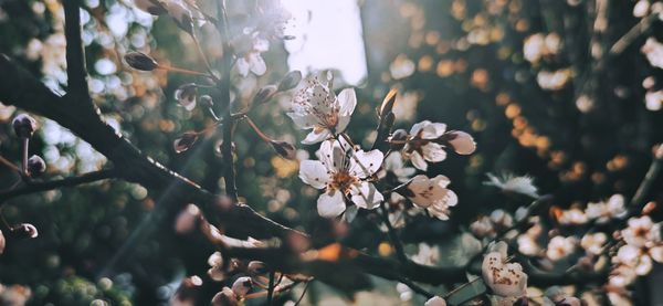 Close-up of cherry blossoms in spring