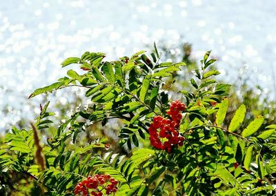 Close-up of red flowering plant