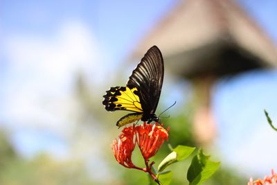 Close-up of butterfly perching on flower