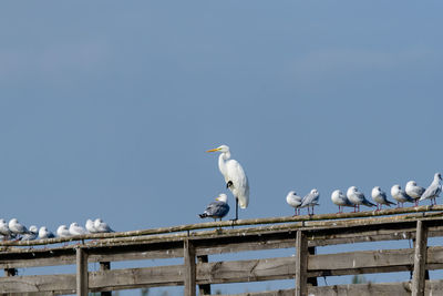 Low angle view of seagulls perching on the sky