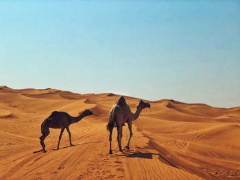 Horses in a desert
