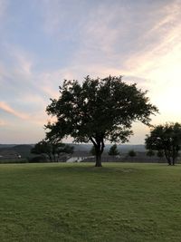 Tree on field against sky