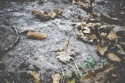 High angle view of dry leaves on land