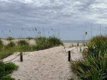 Plants on beach against sky