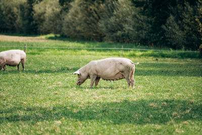 Sheep grazing in a field