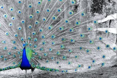 Multi colored feathers