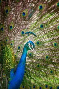 Proud peacock showing off his feathers