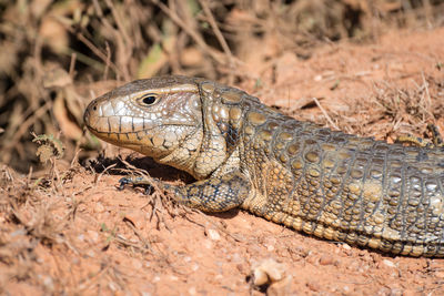 Close-up of lizard on land