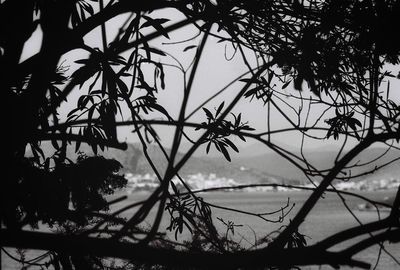 Low angle view of silhouette trees against sky