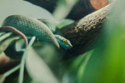 Close-up of snake