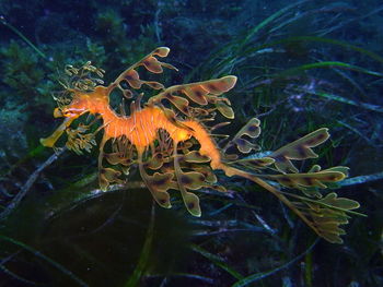 View of fish swimming in sea