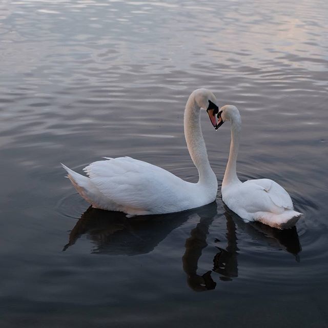 bird, water, swan, animal themes, lake, animals in the wild, wildlife, waterfront, reflection, white color, swimming, rippled, water bird, nature, floating on water, beak, one animal, beauty in nature, outdoors