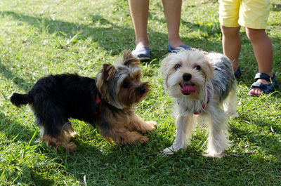 Low section of people with dog on grass