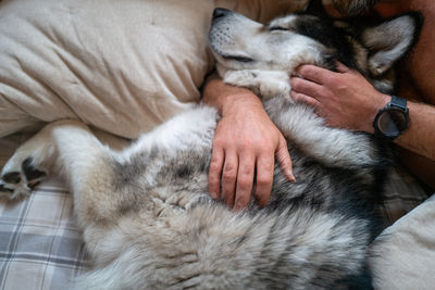 Man cuddling alaskan malamute dog in bed in the morning