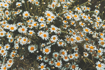 High angle view of white flowering plants