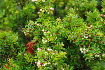 High angle view of flowering plant