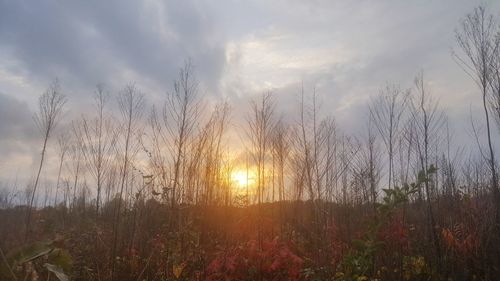 Scenic view of field against sky during sunset