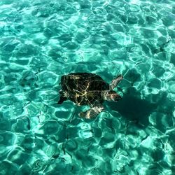 High angle view of sea turtle in sea